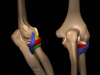 Lateral Ulnar Collateral Ligament - Radsource