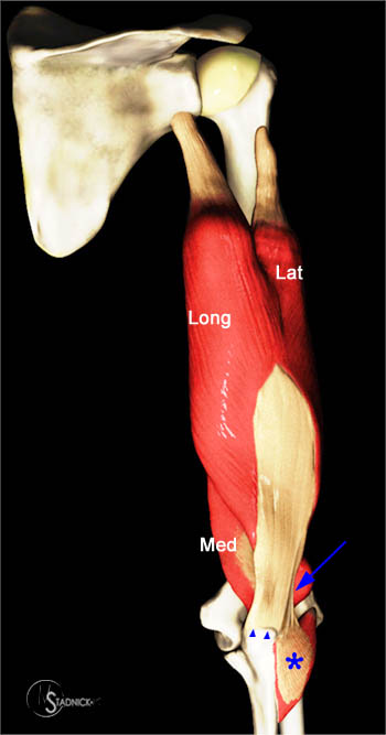 Distal Triceps Injuries - Radsource