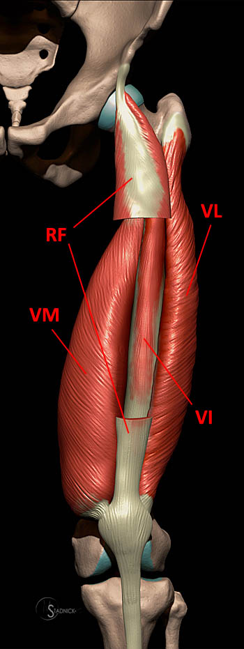 hip muscle anatomy mri