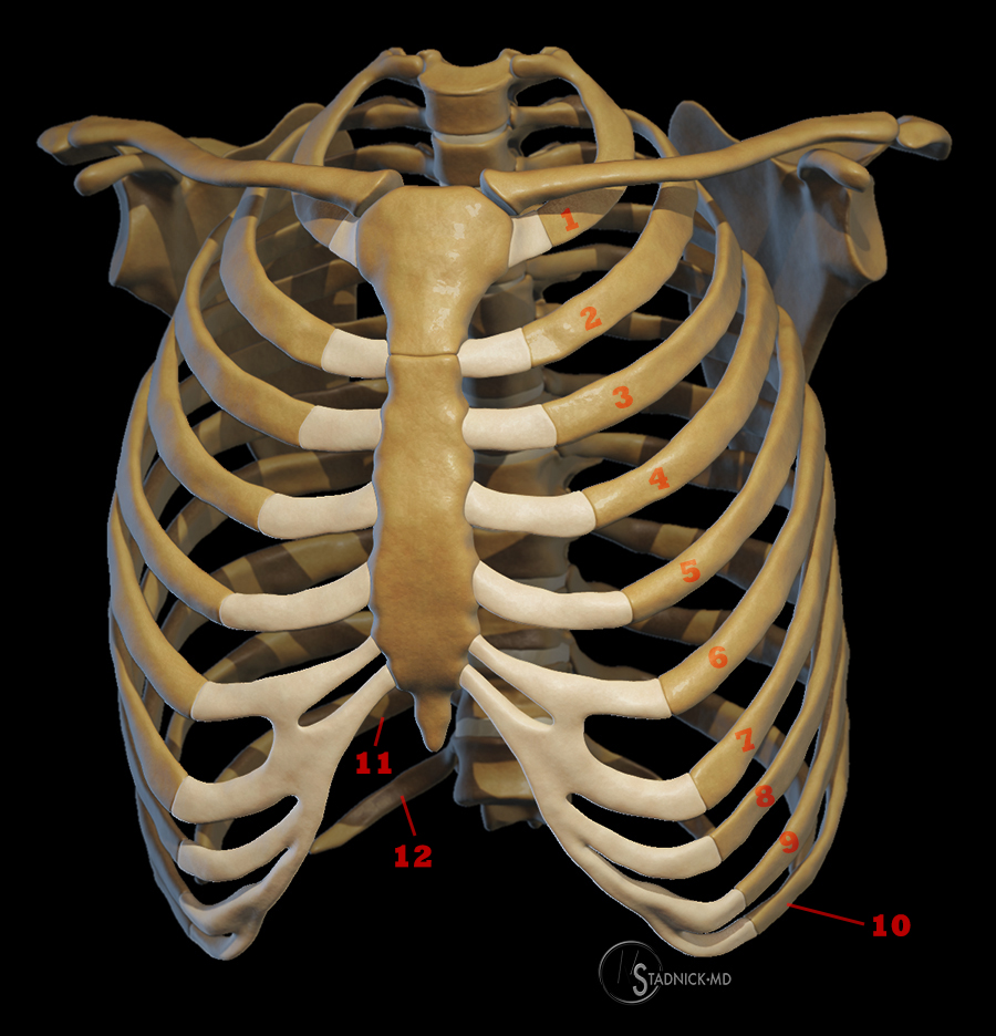 Albums 103 Images Where Is The Ribs Located In The Human Body Completed