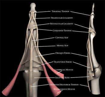 Extensor Tendon Injuries of the Finger - Radsource