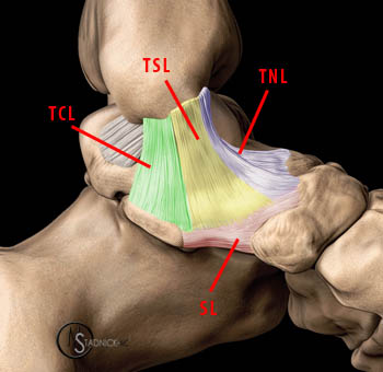 Lateral collateral ligament of ankle joint - Wikipedia