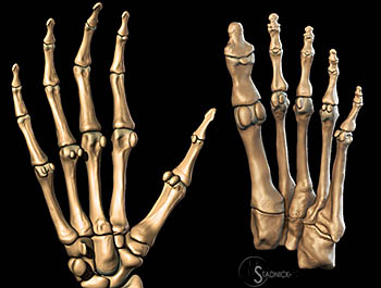 Sesamoid Bones: Normal and Abnormal - Radsource