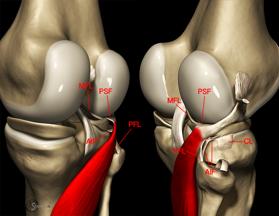 Повреждение менисков левого коленного сустава. Мениски коленного сустава анатомия. Коленный мениск анатомия. Строение медиального мениска коленного сустава. Коленный сустав анатомия мениск Рог.
