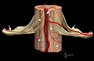 Anterior spinal artery