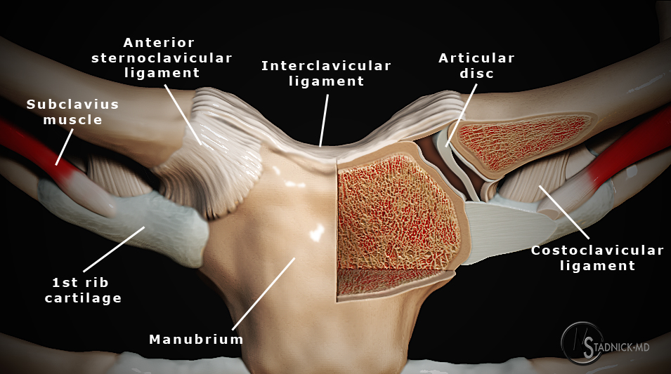 key anatomic structures of the sternoclavicular joints