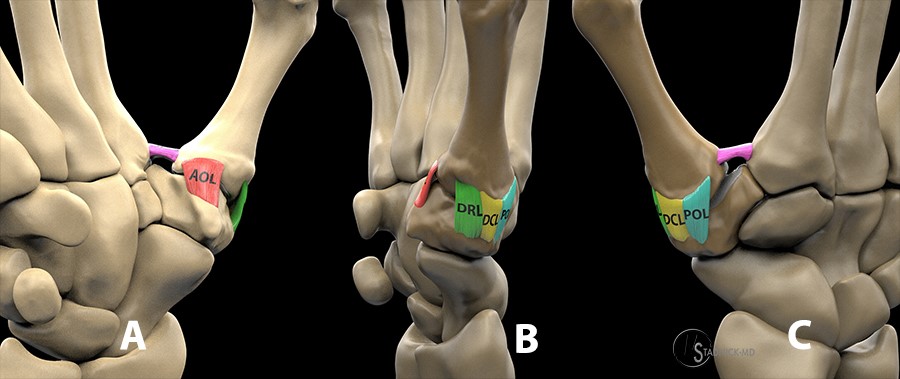Carpometacarpal Joint Anatomy