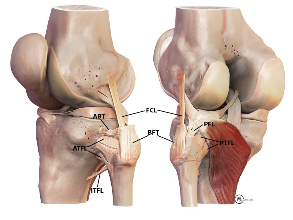 Medical illustration, figure 3: 3D renders demonstrate the anterior proximal tibiofibular (ATFL) and posterior proximal tibiofibular (PTFL) ligaments and adjacent anatomy