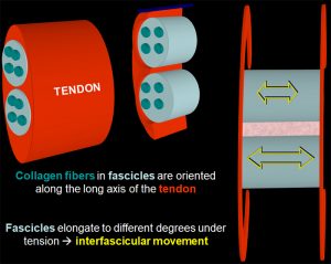 Graphical depiction of the structural morphology of tendons