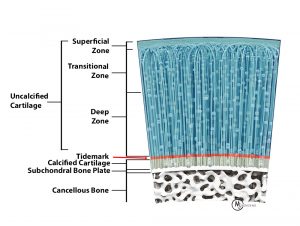 Illustration of articular cartilage