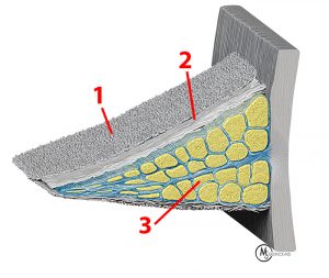 Graphic representation of the collagen framework of the meniscus