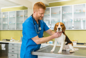Veterinary PACS: Choosing the Best System for Your Practice